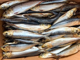 Орехи: Сельдь Иваси х\к